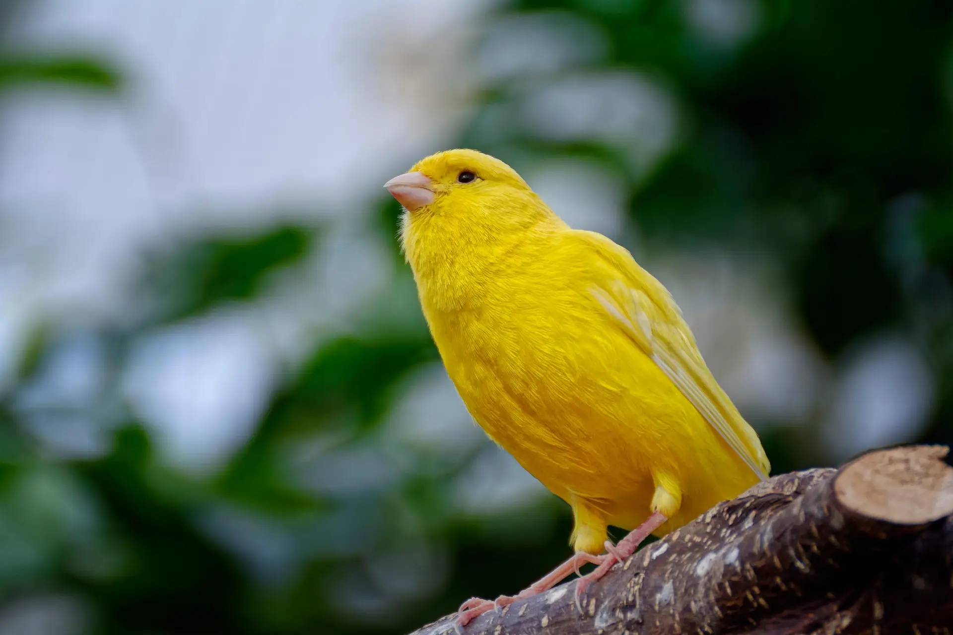 Canary