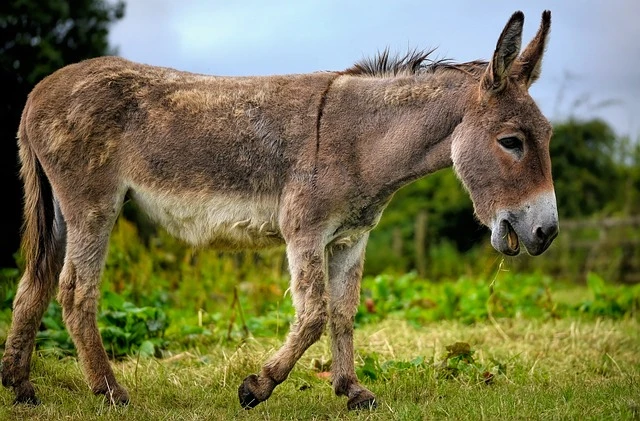 Donkey