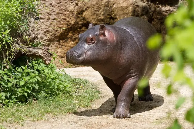 Hippo