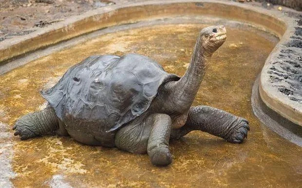Tortoise